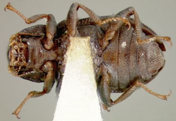 Media type: image;   Entomology 21794 Aspect: habitus ventral view